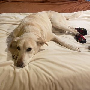 Doggie shoes- size 5 with rubber soles